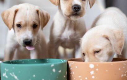 feed-dog feed-dog